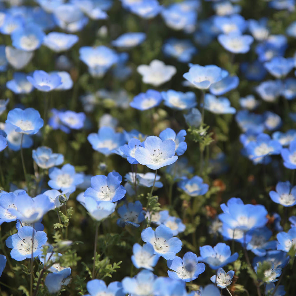 萌吖吖花卉种子喜林草粉蝶花虹越花卉庭院花园春季开花秋播5粒/包