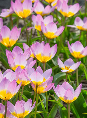 原生郁金香种球进口球根花卉复花原郁可盆栽地栽耐寒多年生虹越