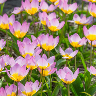 原生郁金香种球进口球根花卉复花原郁可盆栽地栽耐寒多年生虹越