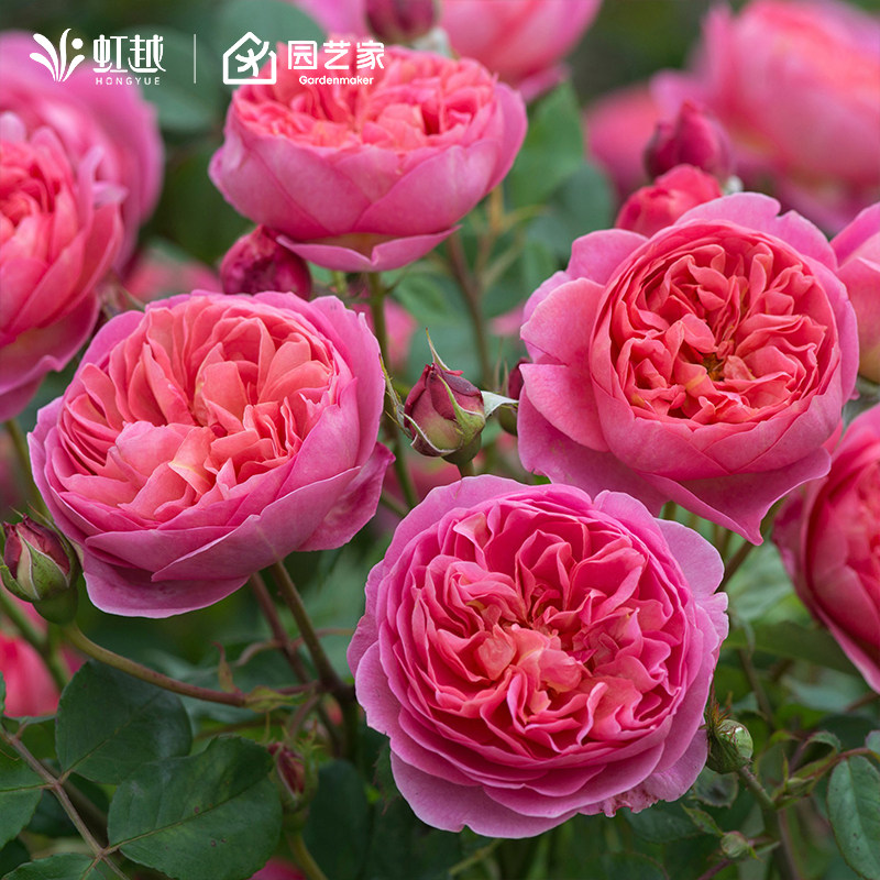 虹越爬藤灌木粉龙沙宝石佛罗伦蒂娜莫妮卡戴维安吉拉月季蔷薇盆栽,鲜花速递/花卉仿真/绿植园艺,月季/蔷薇/玫瑰,淘宝优惠券,粉丝福利购,淘宝优惠卷
