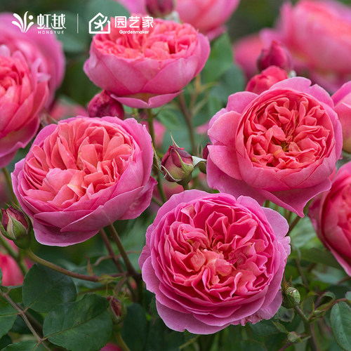 虹越月季大苗品种丰富