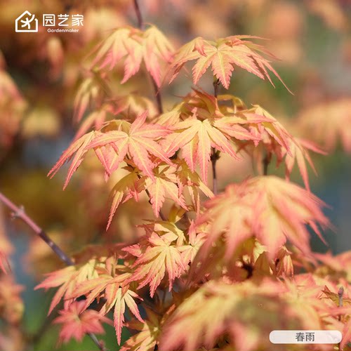 园艺家红枫树嫁接苗乙女樱约旦流泉园林花园庭院盆栽多年乔木观叶