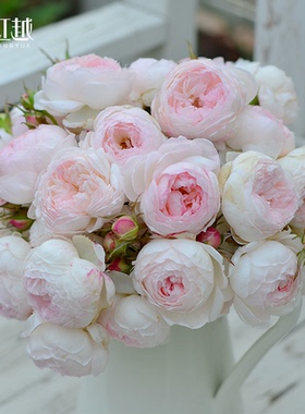 虹越进口日本河本月季花苗盆栽苗小抒情曲暗恋庭院花园灌木大花苗