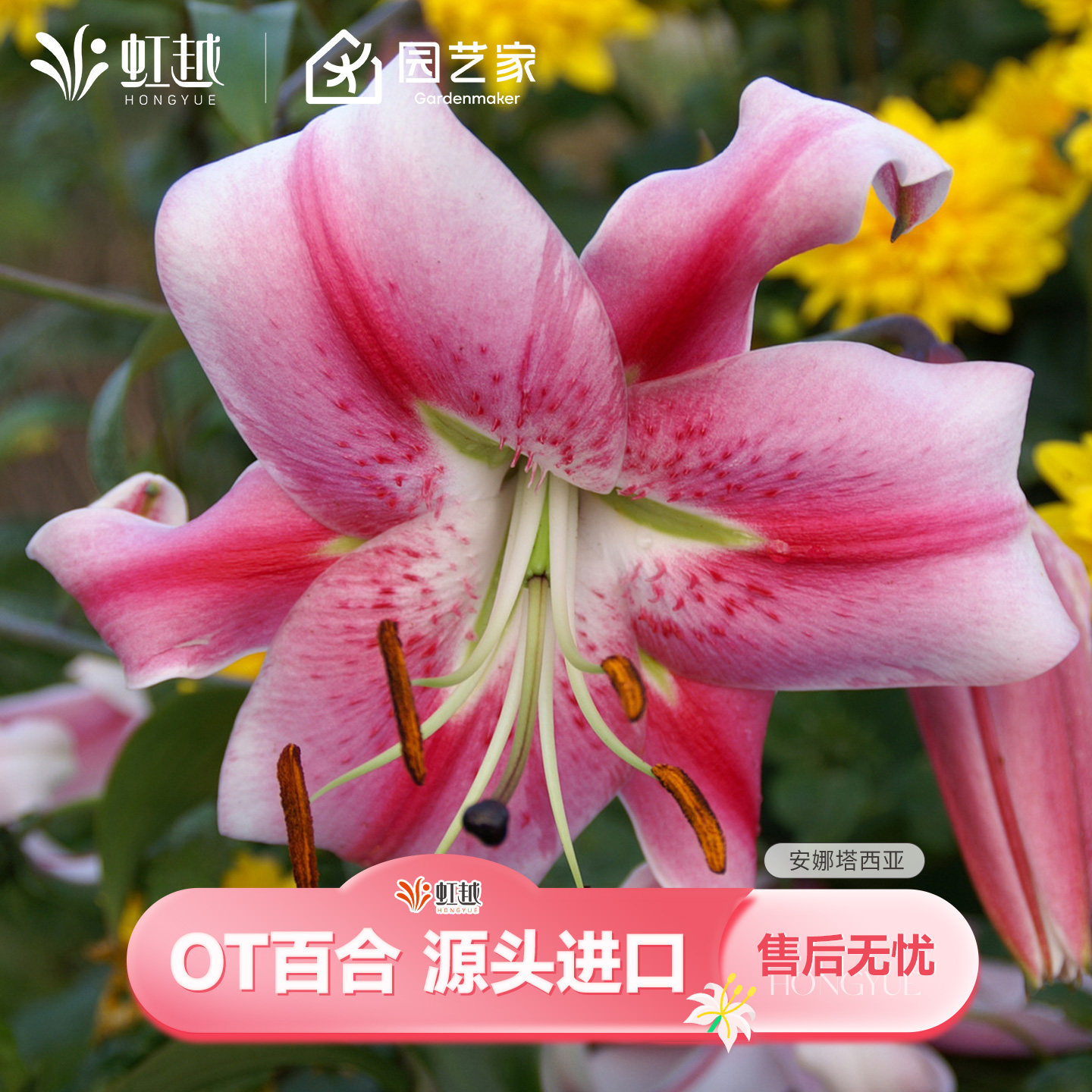 OT百合种球根进口有香味可盆栽地栽花园开花卉春百合种球新手好养
