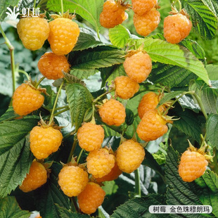 虹越进口黑莓树莓盆栽可食用水果树小苗庭院花园阳台多年生植物