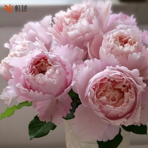 虹越朱丽叶蓝莓蛋糕莫妮卡戴维真宙月季大苗盆栽花园灌木大花浓香