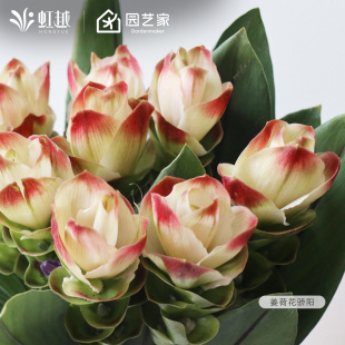 虹越姜荷花种球骄阳国产花园阳台可盆栽地栽耐热植物热带花卉球根