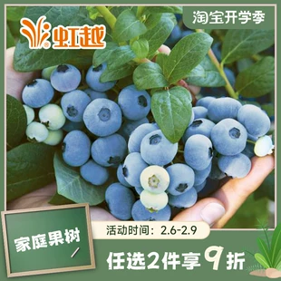 虹越蓝莓树果苗盆栽果树可食用水果南方北方四季 种植花园庭院阳台