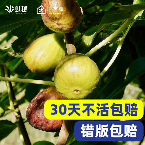 虹越无花果树果苗盆栽四季耐寒南方北方阳台种植波姬红芭劳奈青皮