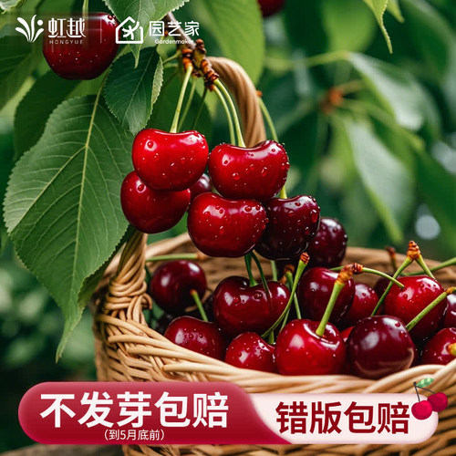 虹越车厘子盆栽树苗樱桃果树苗南北方种植地栽黑珍珠福瑞斯科