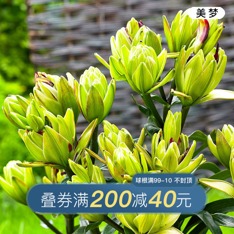 Lily Seed ball No fragrance Hong Yue AZ Asia LA courtyard balcony Potted plant Spring Flower Bulbsin the Flower delivery/Flowers simulation/Plants gardening , Flowers/Fruits and vegetables/Lawn seed (New) , Bulbs  category - from Buy2taobao.com to provide professional Taobao agent buy service