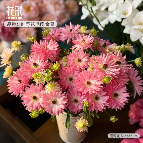 2026花彩意大利进口花毛茛裸根