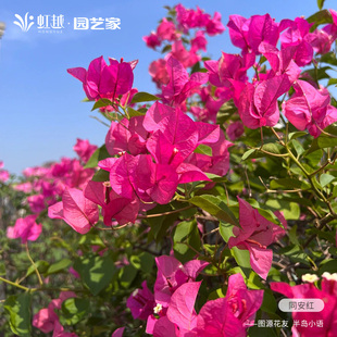 三角梅同安红四季开花盆栽苗虹越阳台室内外带花卉爬藤老桩耐热花