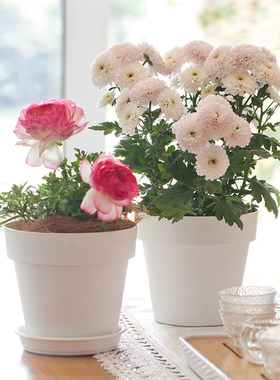 虹越嘉伯瑞霍恩塑料花盆耐用家用带托盘白色塑料花盆小号种植花盆