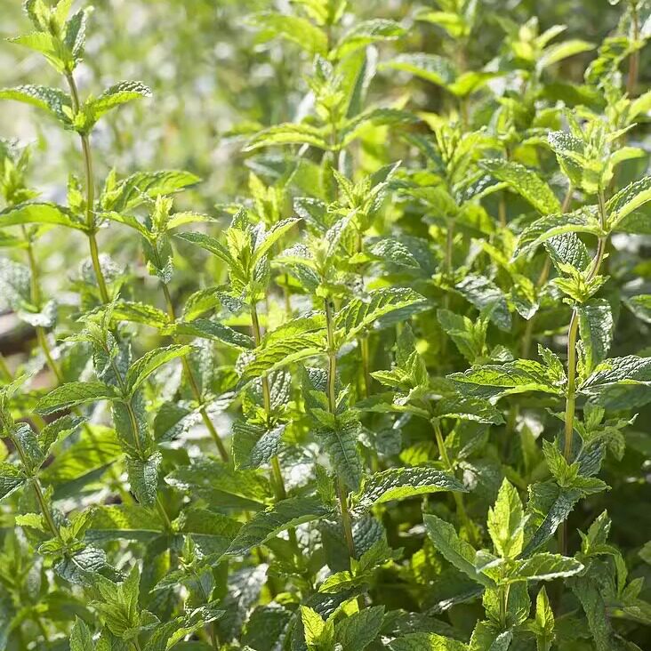 花彩艾草盆栽大苗端午节艾叶有香味阳台露台庭院家居耐热好养易活