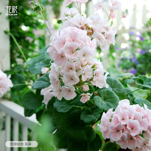 花彩苹果花天竺葵盆栽苗易爆花期长庭院花园耐热多年生常绿阳台