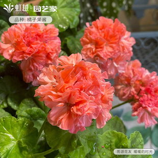 花彩重瓣天竺葵盆栽苗易爆花期长庭院花园耐热常绿阳台洋绣球