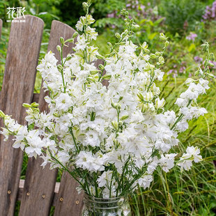 花彩小花飞燕草盆栽阳台线性植物勤花量大庭院花镜观花花卉好养活