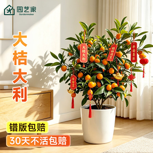 园艺家脆皮金桔橘子树果苗盆栽树树苗桔子柚子蜜桔柠檬庭院果树苗