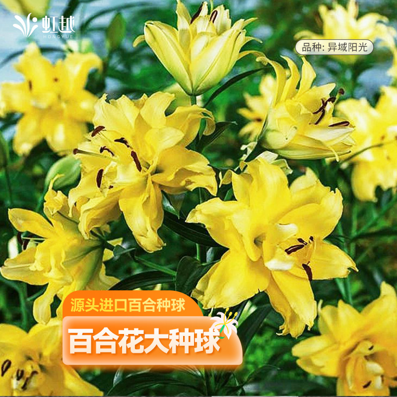大百合花种球虹越进口可盆栽地栽荷兰直采单重瓣秋百合花种球预卖