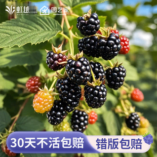 虹越黑莓树苗树莓果苗盆栽水果树阳台南方北方种植多年生耐热耐寒