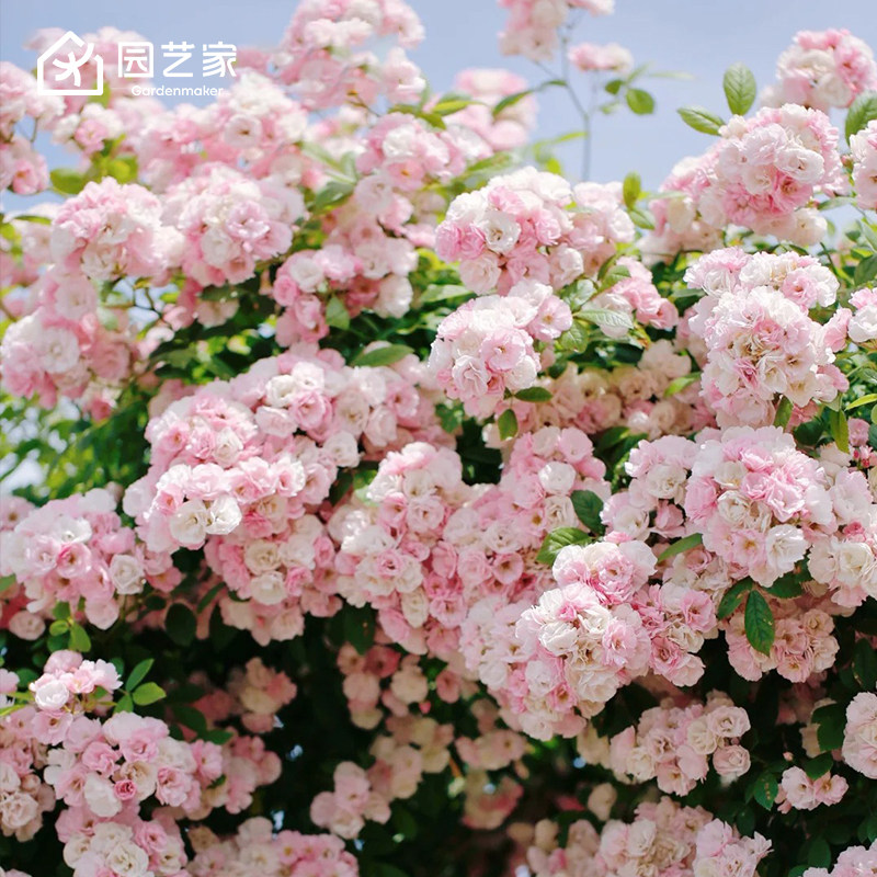 园艺家月季花苗盆栽粉色龙沙宝石瑞典女王呼吸香水藤冰山朱丽叶图片