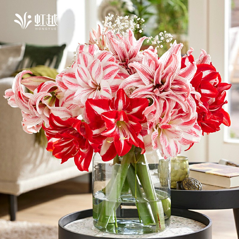 虹越进口朱顶红种球根多年植物花卉花园阳台鬼魅初恋花孔雀阿弗雷