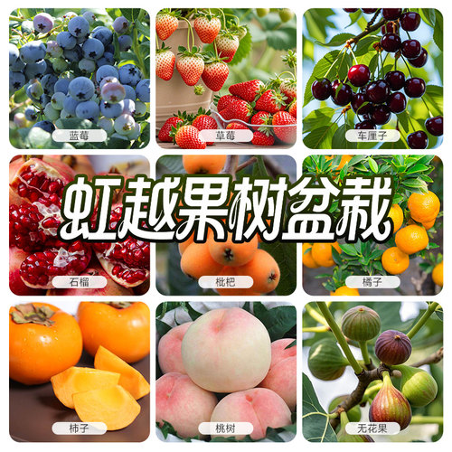 虹越果树果苗盆栽南北方种植车厘子樱桃菲油果橘子柠檬水蜜桃枇杷