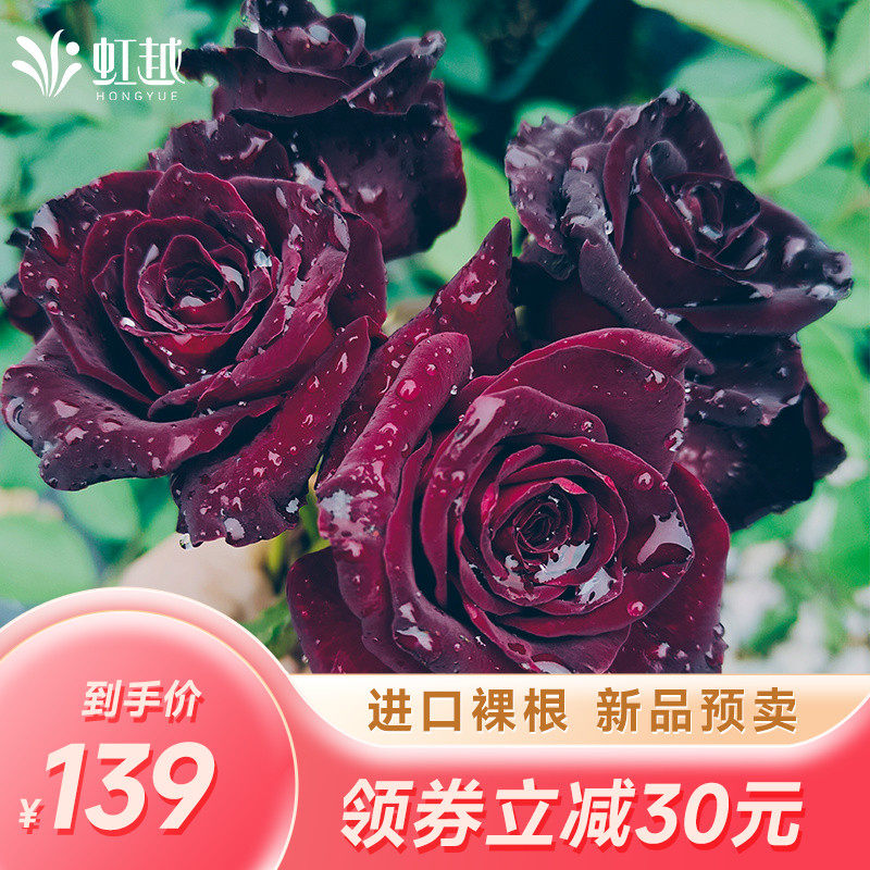 虹越进口月季玫昂1.5年裸根苗黑巴克金珍珠美人丽芙彩笔浪漫预卖