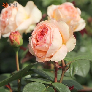 虹越进口月季 开花藤灌 花丹陶吉洛玫昂戴尔巴德盆栽大花苗庭院多季