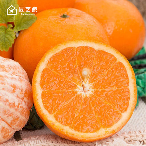 沃柑果树盆栽园艺家柑橘果苗桔子树苗南方四季可种橘子树