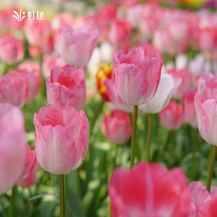 郁金香种球自然球荷兰进口耐寒阳台庭院花园球根花卉种籽多件多折