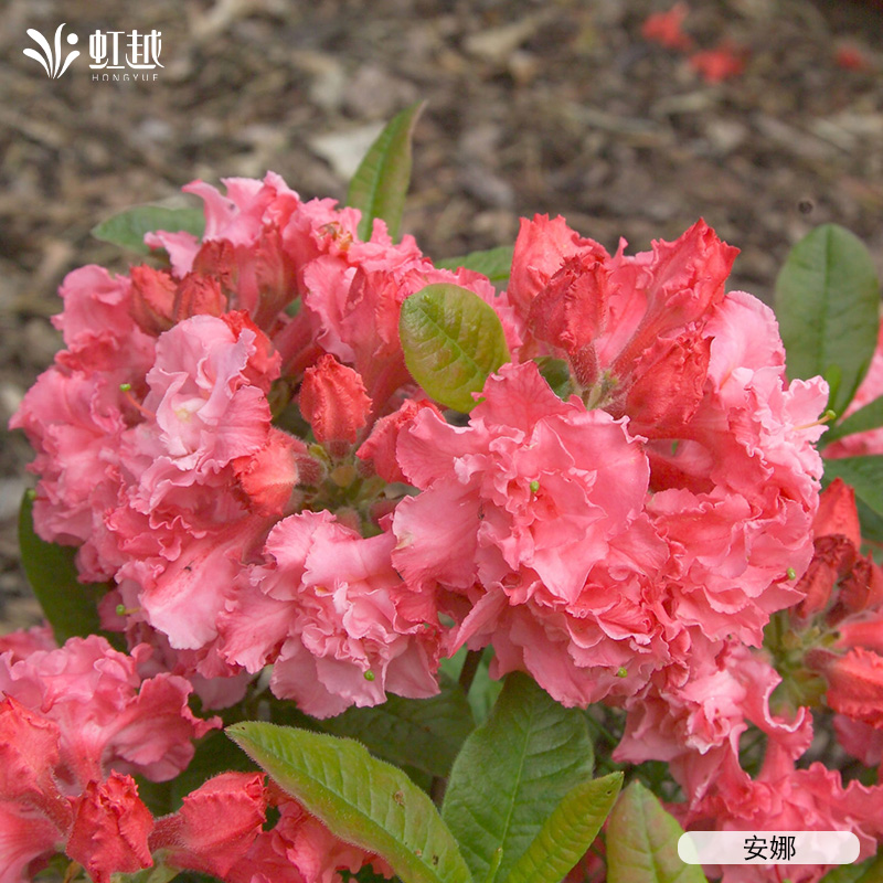 虹越进口落叶杜鹃花重瓣粉绣球盆栽小苗庭院花园阳台耐寒灌木预卖