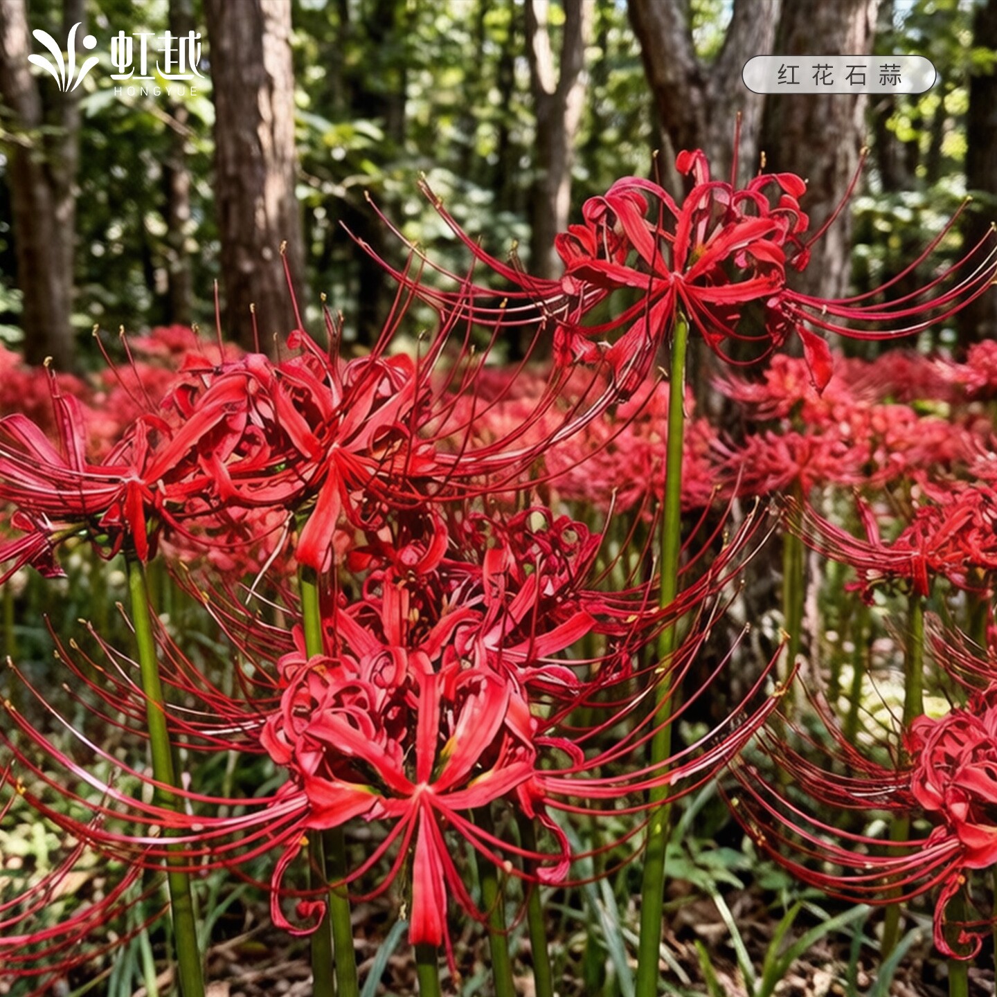 红花石蒜种球曼殊沙华虹越彼岸花换锦曼珠沙华忽地笑龙爪花卉现货