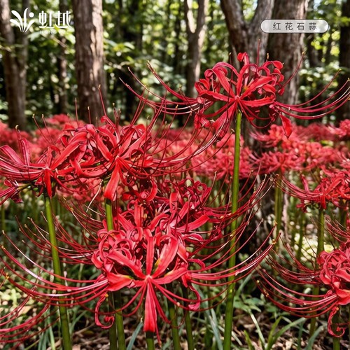 红花石蒜种球曼殊沙华虹越彼岸花换锦曼珠沙华忽地笑龙爪花卉现货