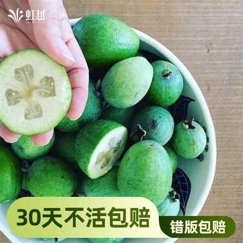 菲油果盆栽苗自花授粉虹越常绿