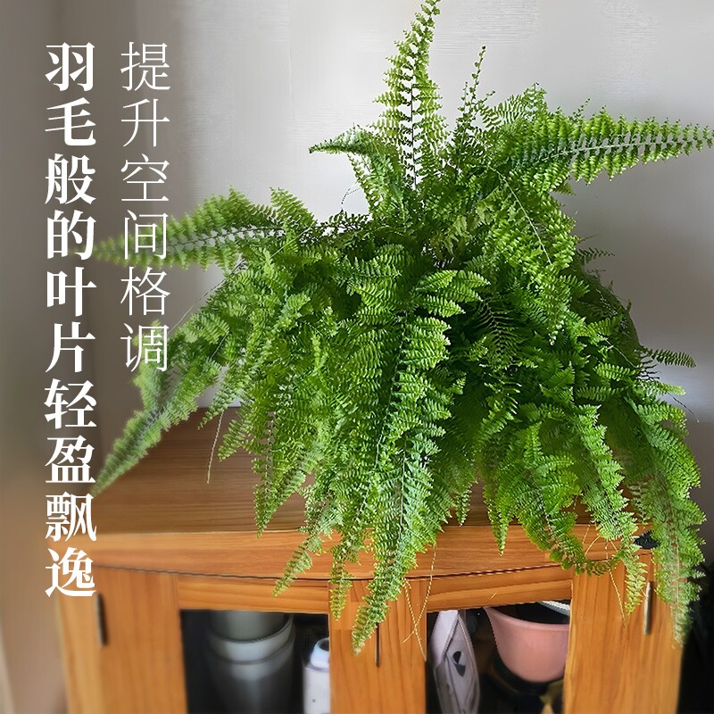 花彩蕨类盆栽绿植波士顿蕨鹿角蕨室内桌面观赏装饰多年生新手好养