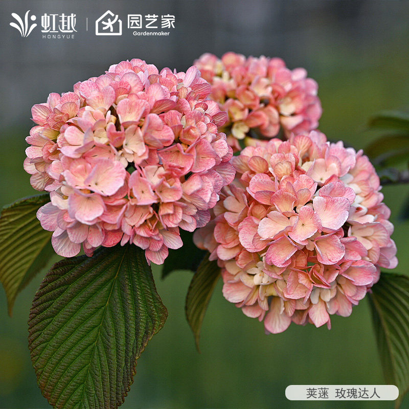 虹越绣球花中华木绣球荚蒾花树苗斗球花盆栽大苗庭院花园耐寒植物,鲜花速递/花卉仿真/绿植园艺,绣球/木绣球/木本植物,淘宝优惠券,粉丝福利购,淘宝优惠卷