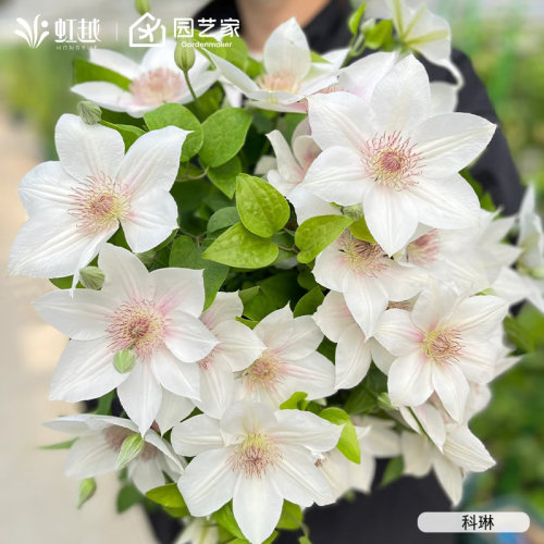 虹越F系铁线莲苗科琳魔法师子市长庭院花园耐寒爬藤好养小花苗