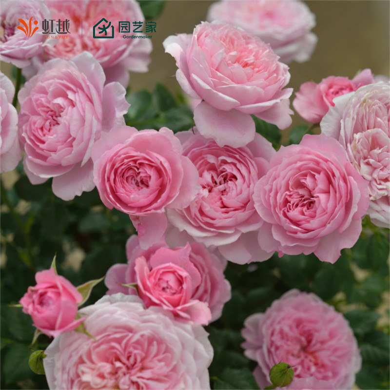 【直播】虹越月季花大苗盆栽蓝莓蛋糕朱丽叶莫妮卡粉龙浓香灌木