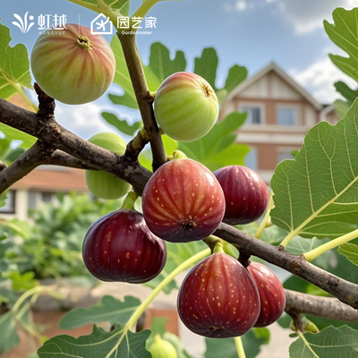 虹越无花果盆栽矮化果苗等多品种