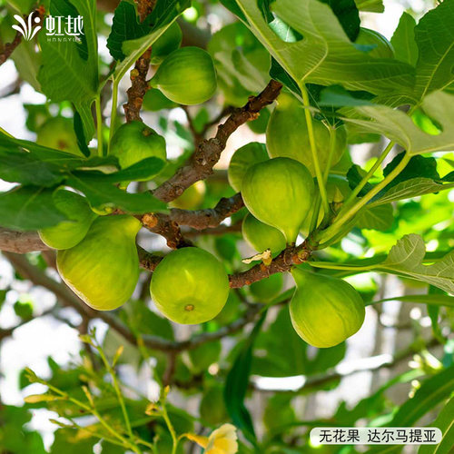 虹越进口无花果盆栽树小苗可食水果座果率高好养护虫害少多年生