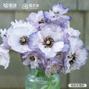 虞美人花种子虹越园艺家种籽阳台花园花境好养花期长多年生低维护