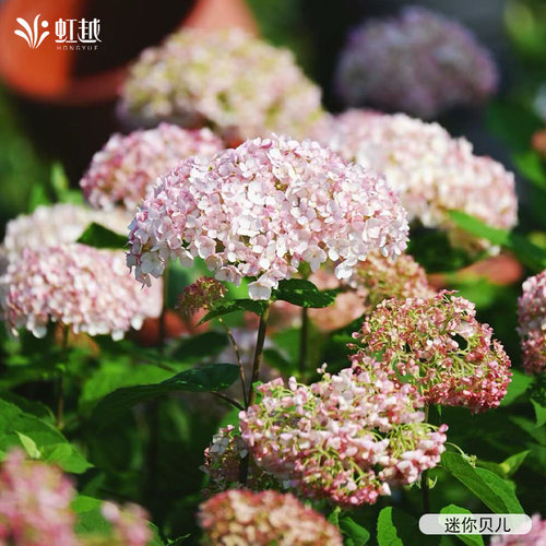 虹越进口乔木绣球花盆栽小苗迷你贝儿庭院地栽耐热耐寒多年生灌木
