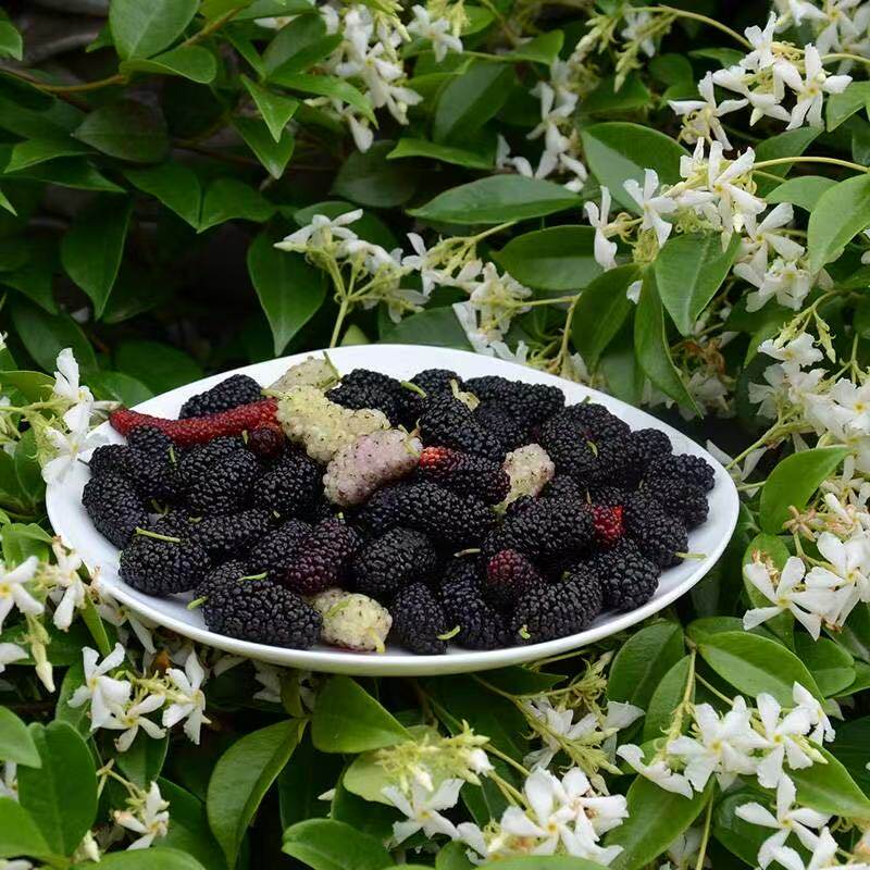 花彩果桑树裸根盆栽嫁接自花授粉