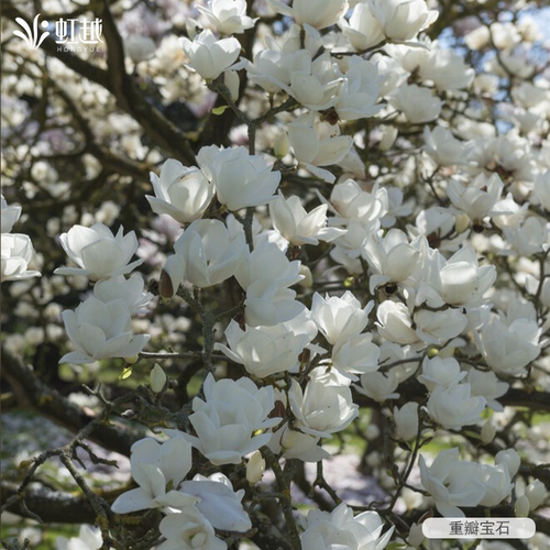 进口玉兰花苗虹越耐寒庭院花园乔木绿化植物黄鸟观赏耐热嫁接树苗