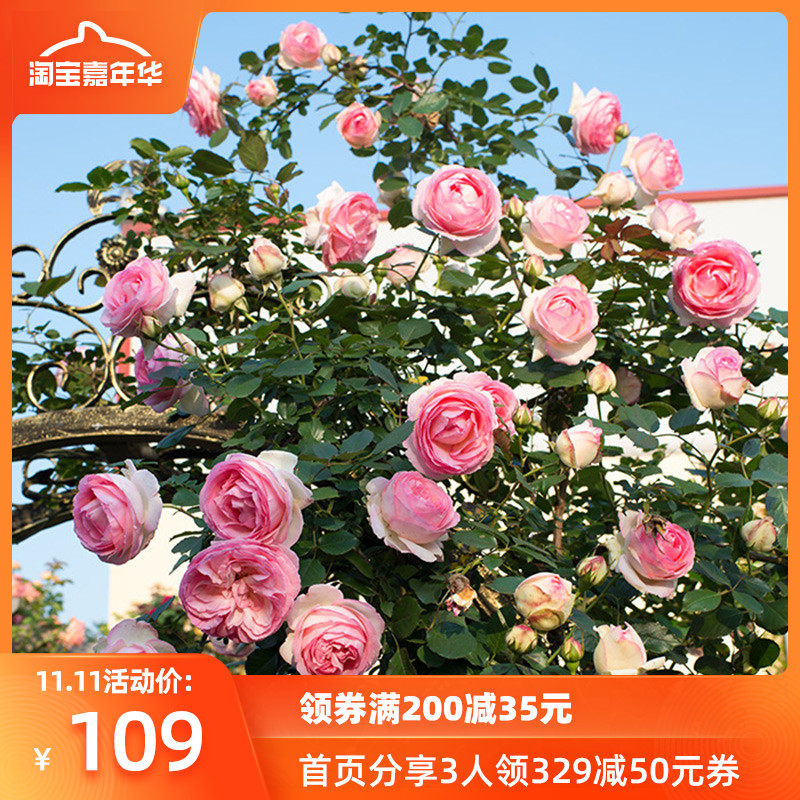 月季花苗 龙沙宝石 虹越藤本爬藤月季花苗3加仑嫁接盆栽 玫瑰花|msdalam kategori penghantaran bunga/bunga simulasi/tumbuhan berkebun, 花园植物/行道树/果树, 观叶 /花灌木 - dari Buy2taobao.com untuk memberikan perkhidmatan ejen Taobao profesional membeli