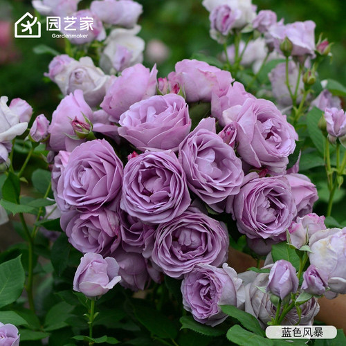虹越月季小苗品种丰富