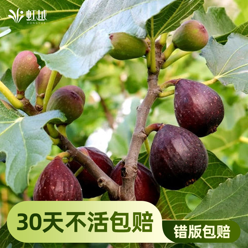 虹越无花果树苗易结果好养护