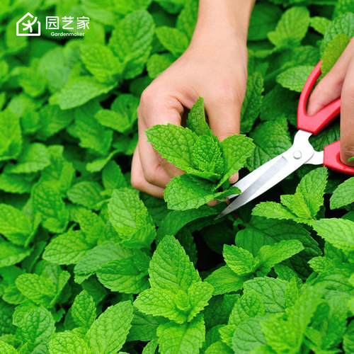 园艺家香草种苗迷迭香猫薄荷柠檬香峰草小苗盆栽庭院阳台可食